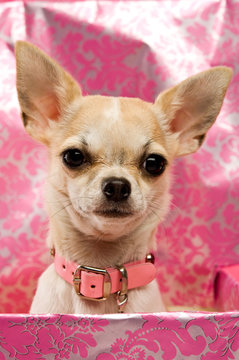 Chihuahua on a pink background