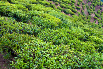 Fototapeta na wymiar Tea bushes