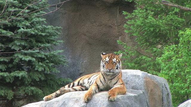 Tiger Rests on Rock