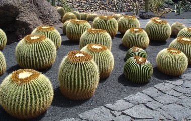 Lanzarote: Cactus Gardens