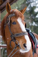 Horse with bridle