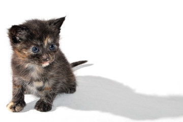 patit chat sur fond blanc avec ombre