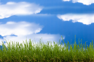 green grass and blue sky