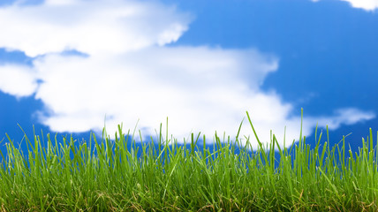 Obraz premium green grass and blue sky
