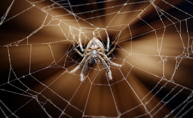 spider on cobweb