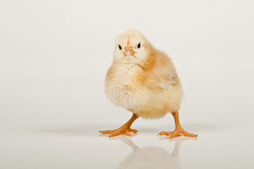 baby chicken