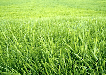 Green grass background.