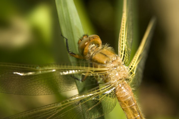 Spitzenfleck Libellula fulva