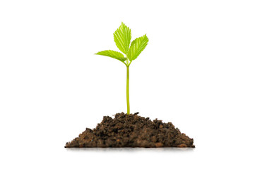 Plant in ground