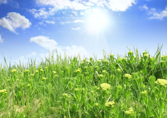 Beautiful landscape-green grass, the blue sky and sun