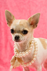 Chihuahua on a pink background