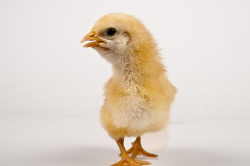 baby chicken
