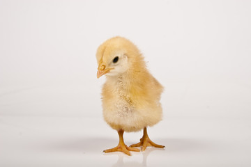 baby chicken