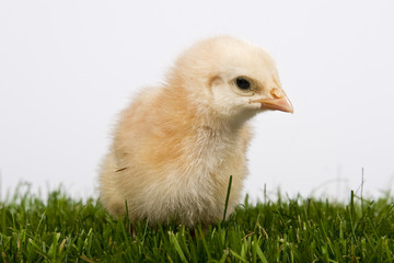 baby chicken