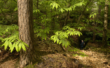 randonneur dans la forêt de  fontainebleau, sentier bleu 2