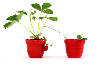 Reproduction du fraisier