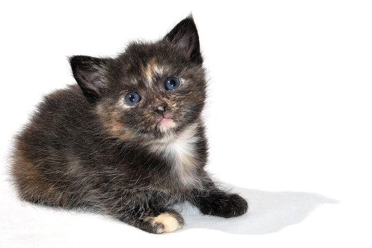 patit chat sur fond blanc avec ombre