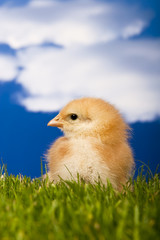 Baby chicken