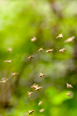 bees flying
