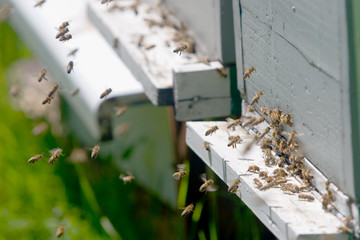 bees working