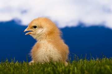 baby chicken