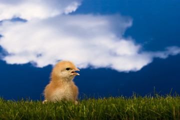 baby chicken
