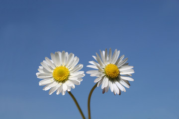 daisies against blue sky