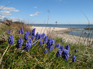 Dünenflora
