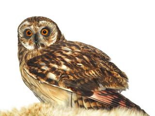 the owl, isolated