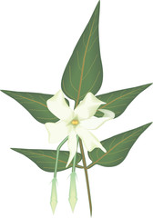 Jasmine Flower