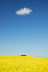 Rapsblüte mit Wolke 137