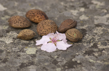 Mandel und Bl&uuml;te