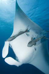 Manta Ray (Manta birostris)