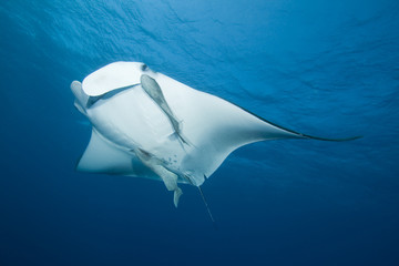 Manta Ray (Manta birostris)