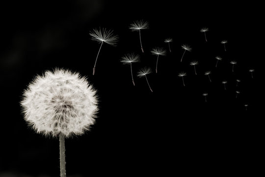 pusteblume, links, samen, viele, quer, schwarz-weiss