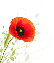 floral design - poppy isolated on white background