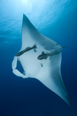 Obraz premium Manta Ray (Manta birostris)