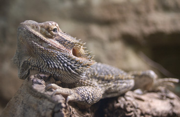 Leguan 1