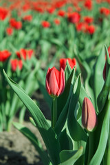 Red tulips