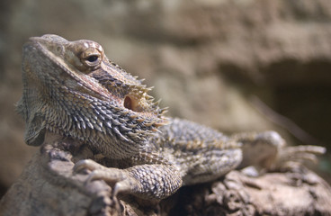 Leguan 2