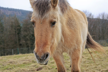 Obraz premium Pferd auf der Weide