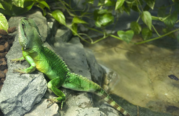 Leguan grün 1