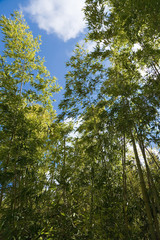 Fototapeta premium Bamboo