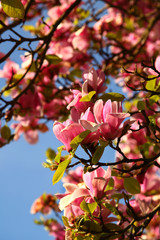 Spring portrait