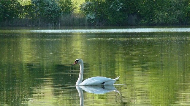 Schwan im Wasser