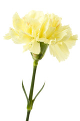 Yellow carnation