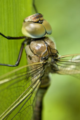 kleine Königslibelle Anax parthenope