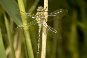 kleine Königslibelle Anax parthenope