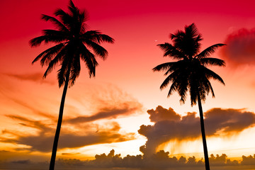 Fototapeta na wymiar Two black palm on night beach