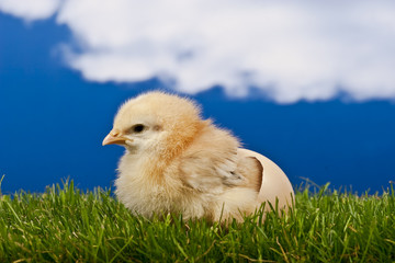 baby chicken